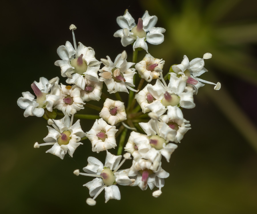 Physospermum cornubiense / Fisospermo di Cornovaglia